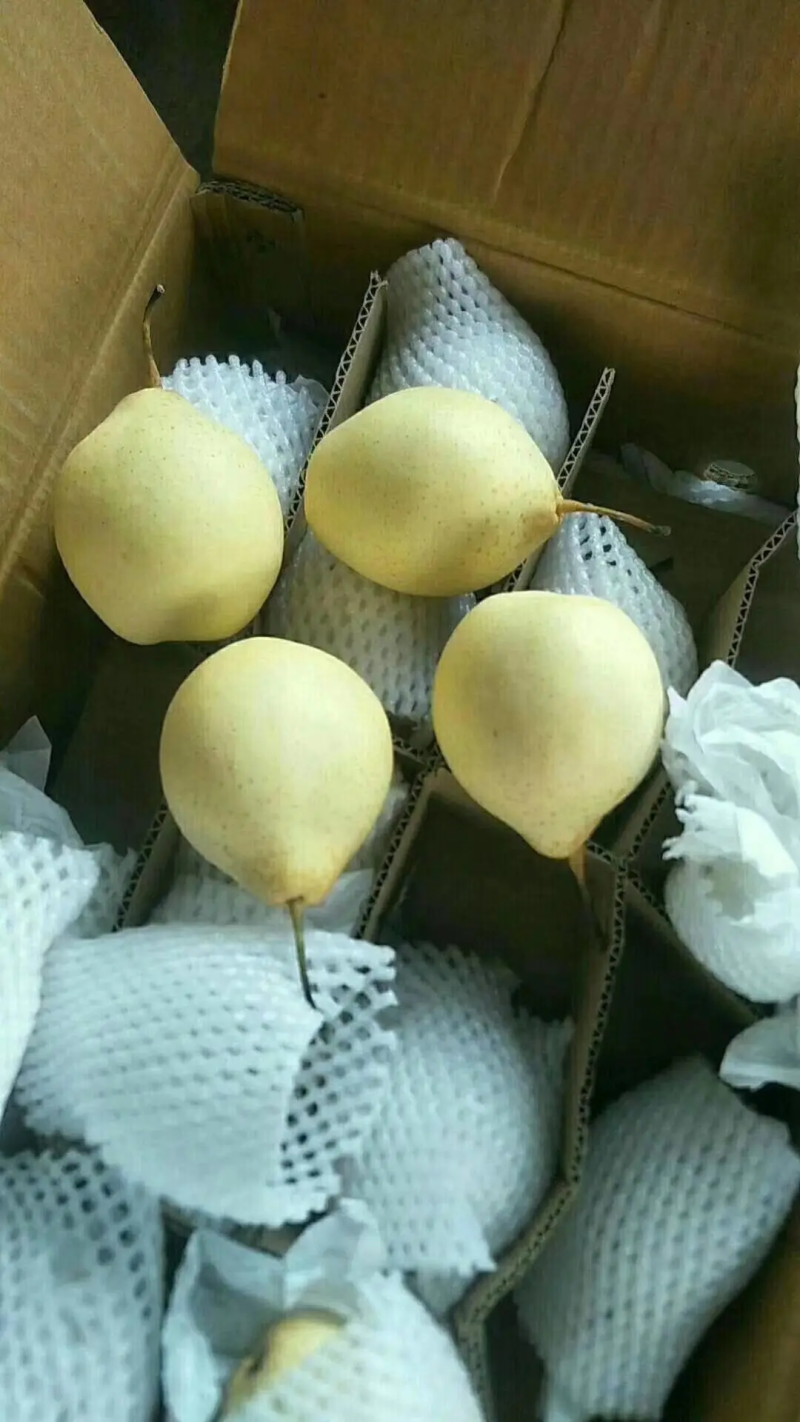 鸭梨，冠县大鸭梨产地直发，对接各大市场，各大平台等。