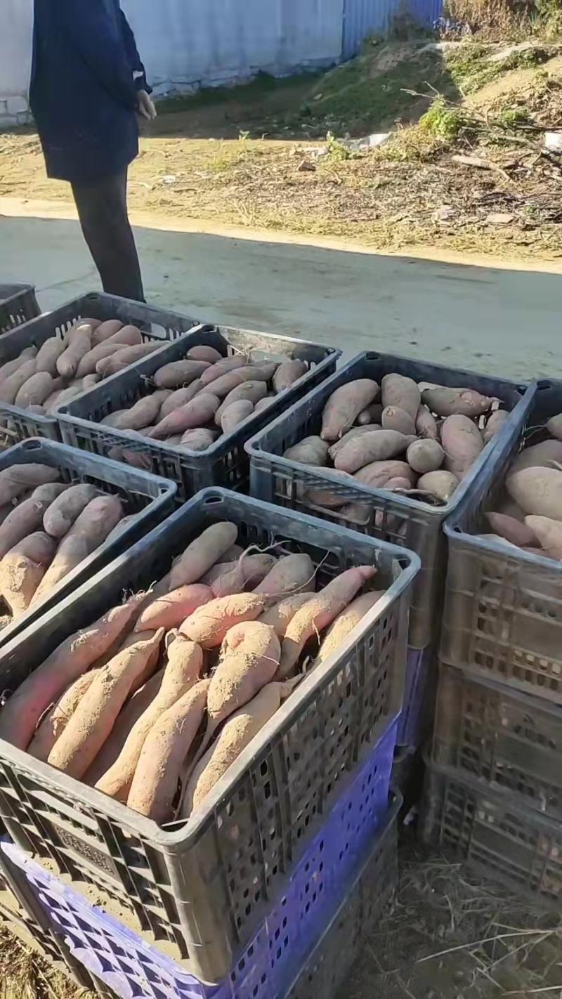山东烟台沙地种植烟薯25基地直发支持电商市场货烤块