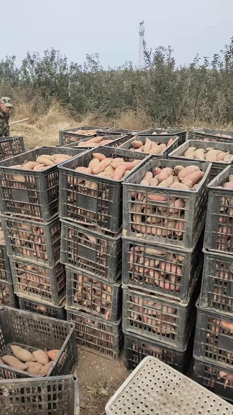 山东烟台沙地种植烟薯25基地直发支持电商市场货烤块