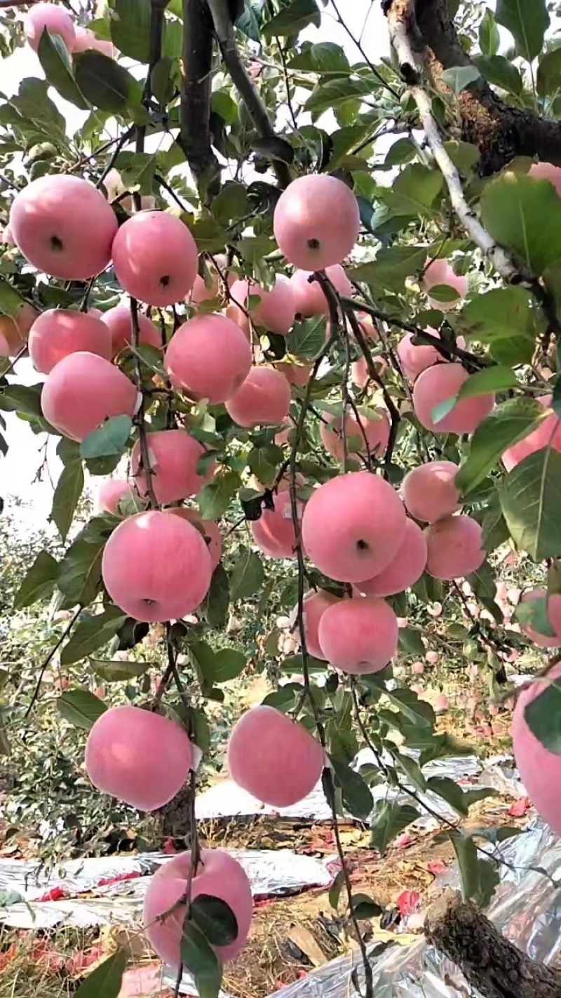 烟台红富士苹果，脆甜爆汁，香甜可口，芳香扑鼻。