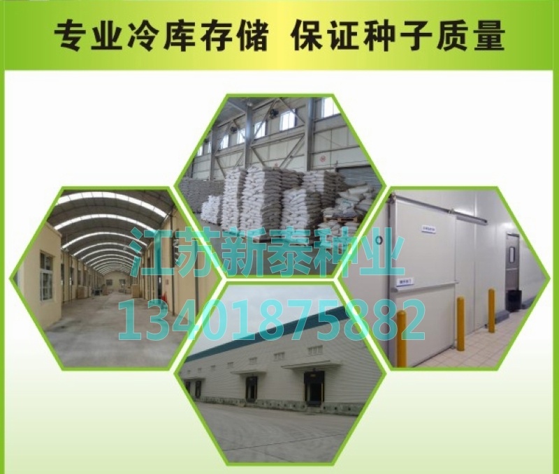 瓜蒌种子吊瓜子天花粉栝楼吊瓜润肺祛痰中药材野生糖瓜蒌瓜
