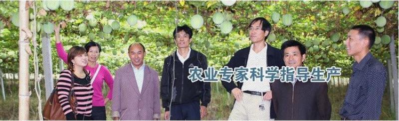 瓜蒌种子吊瓜子天花粉栝楼吊瓜润肺祛痰中药材野生糖瓜蒌瓜