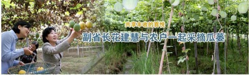 瓜蒌种子吊瓜子天花粉栝楼吊瓜润肺祛痰中药材野生糖瓜蒌瓜