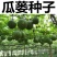 瓜蒌种子吊瓜子天花粉栝楼吊瓜润肺祛痰中药材野生糖瓜蒌瓜