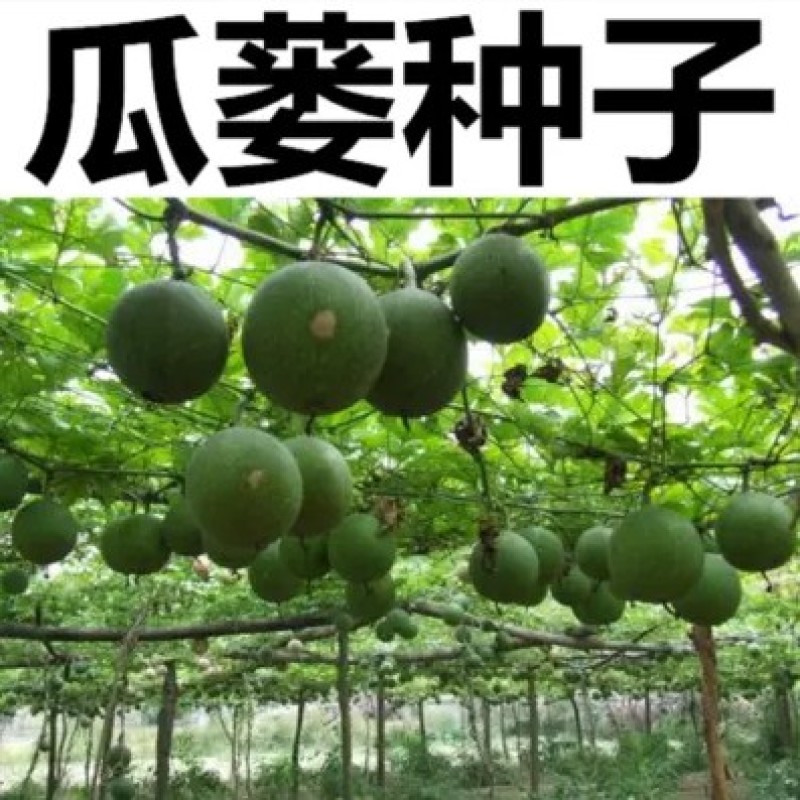 瓜蒌种子吊瓜子天花粉栝楼吊瓜润肺祛痰中药材野生糖瓜蒌瓜