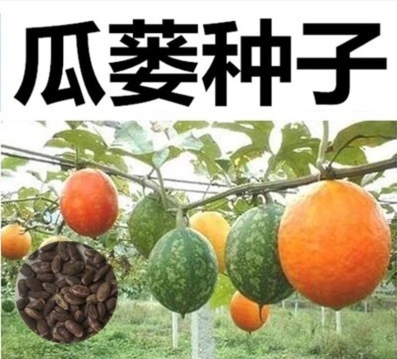 瓜蒌种子吊瓜子天花粉栝楼吊瓜润肺祛痰中药材野生糖瓜蒌瓜