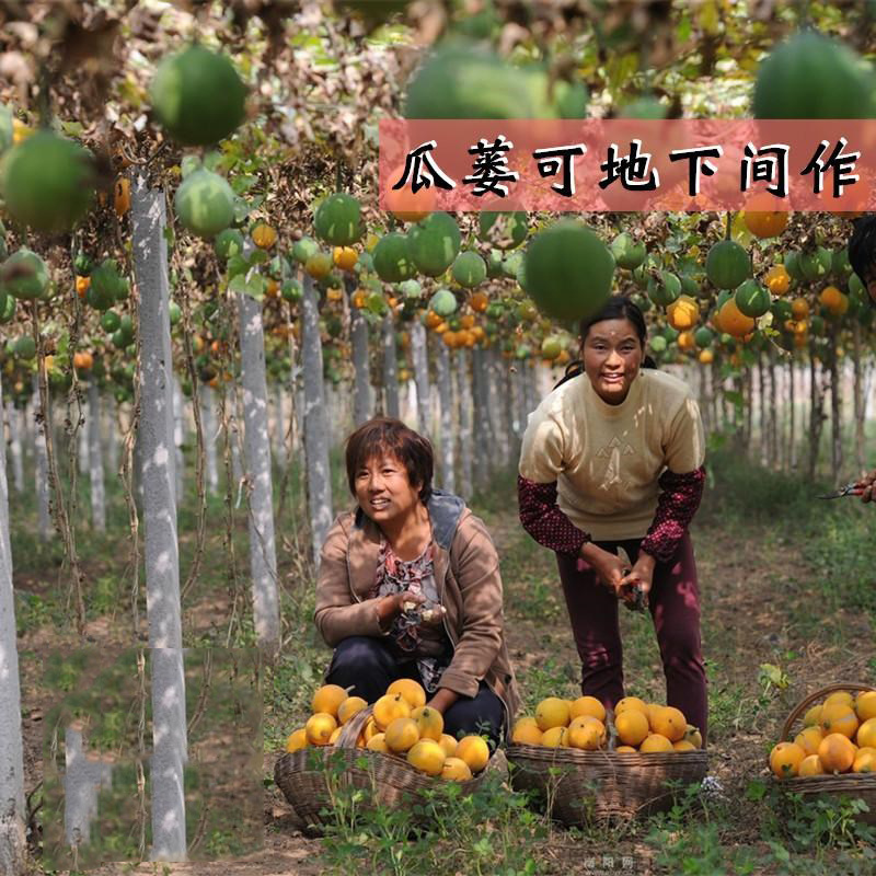 瓜蒌种子吊瓜子天花粉栝楼吊瓜润肺祛痰中药材野生糖瓜蒌瓜