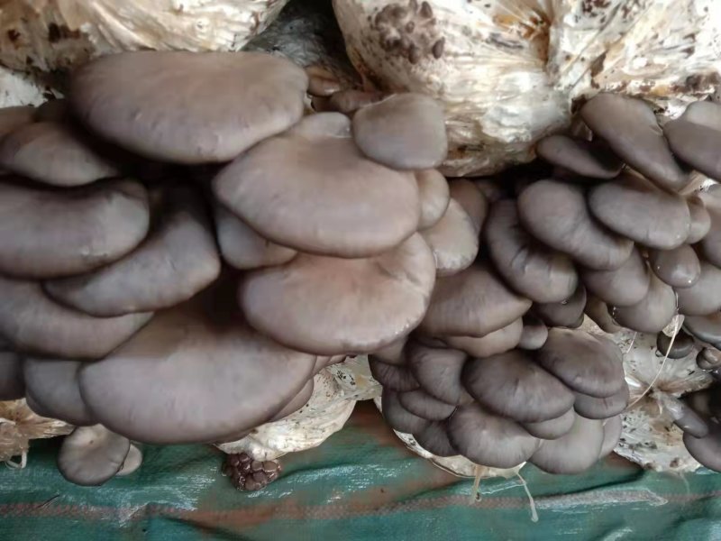 推荐河北蘑菇新鲜上市欢迎采购量大从优自家货
