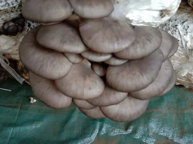 推荐河北蘑菇新鲜上市欢迎采购量大从优自家货