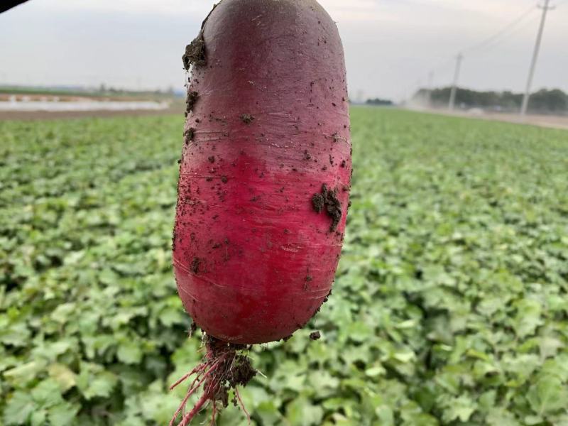 萝卜紫萝卜俗称水果人参一件代发包售后，量大从优