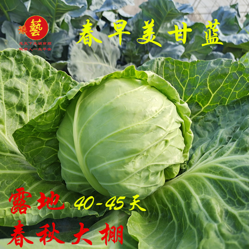 春甘蓝春早美甘蓝种子春大棚豫艺种业厂家直销