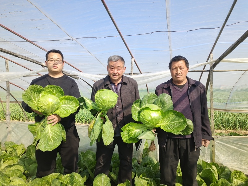 春甘蓝春早美甘蓝种子春大棚豫艺种业厂家直销