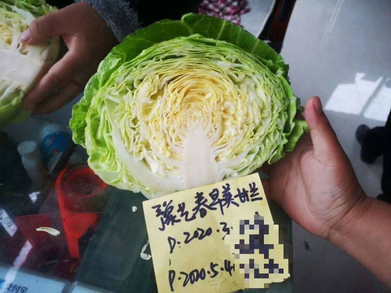 春甘蓝春早美甘蓝种子春大棚豫艺种业厂家直销