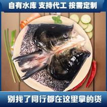 李芹活鱼订制黑鲢鱼头活鱼加工鳙鱼头剁椒鱼头原料