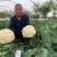 松花菜种子珍玉松宝90菜花半松型豫艺种业厂家直销