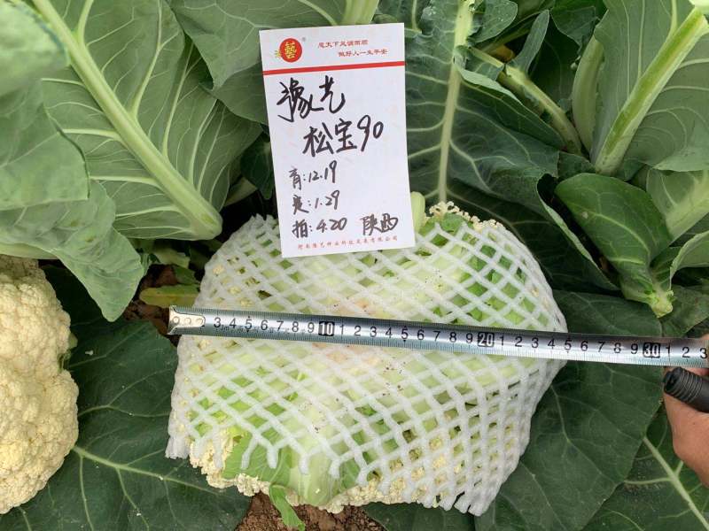 松花菜种子珍玉松宝90菜花半松型豫艺种业厂家直销
