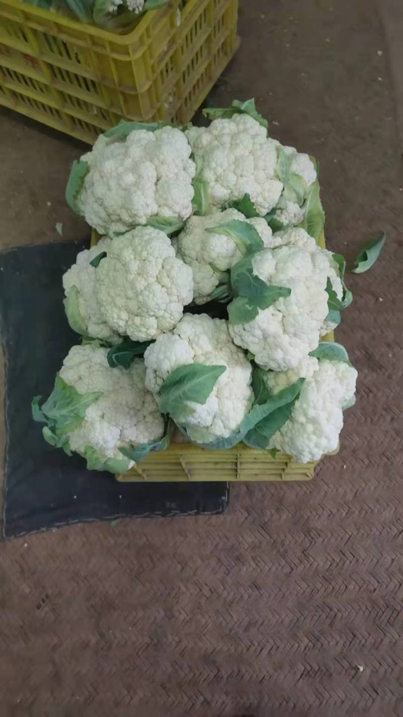 松花菜种子珍玉松宝90菜花半松型豫艺种业厂家直销