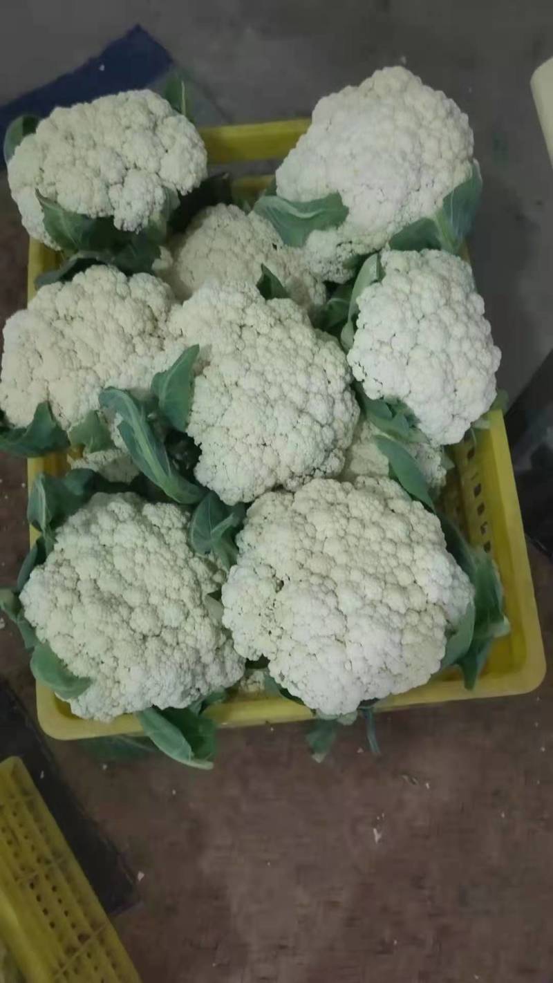 松花菜种子珍玉松宝90菜花半松型豫艺种业厂家直销