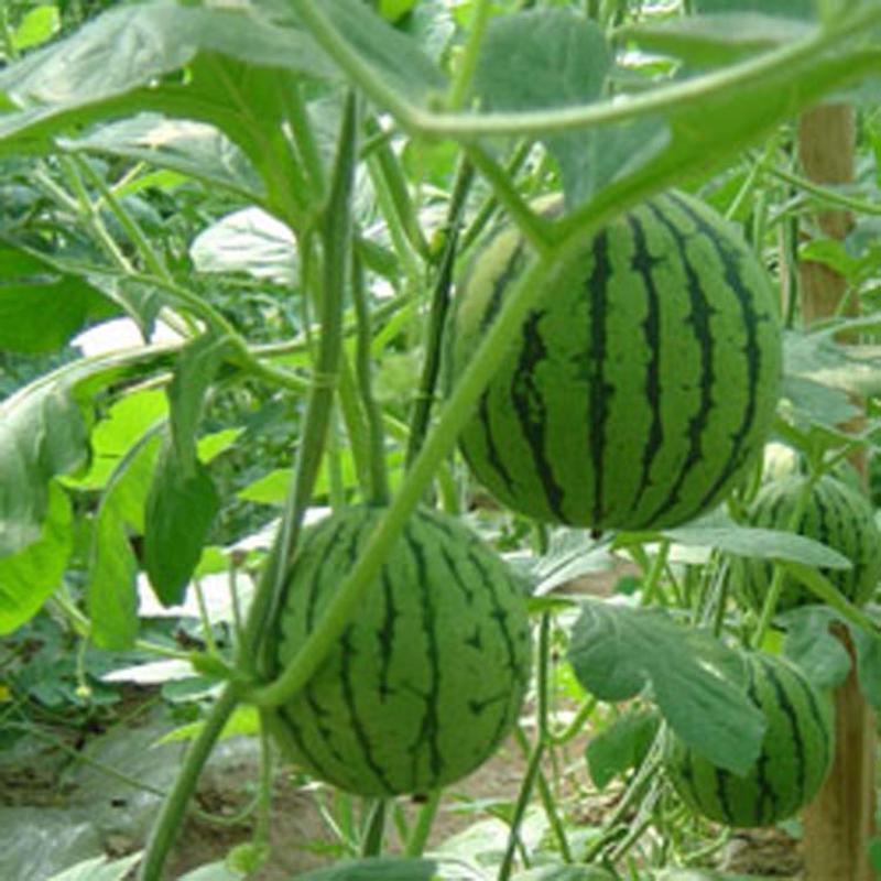 粒尔田花童礼品西瓜种子早春秋季冬季大棚温室种植小西瓜