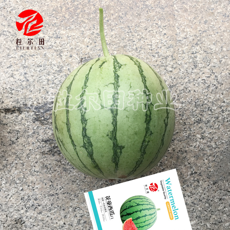 粒尔田花童礼品西瓜种子早春秋季冬季大棚温室种植小西瓜