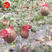 粒尔田花童礼品西瓜种子早春秋季冬季大棚温室种植小西瓜
