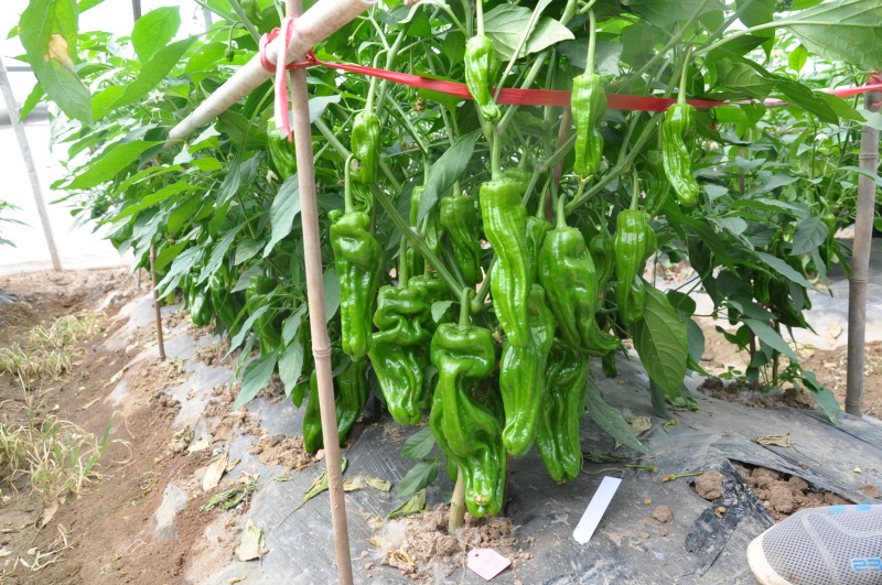 花园阳台盆景辣椒种子园艺观赏健康蔬菜辣椒种子