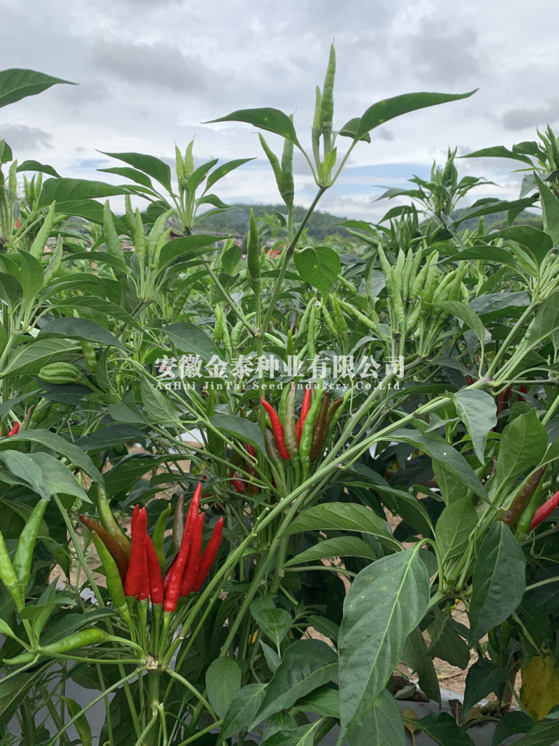 花园阳台盆景辣椒种子园艺观赏健康蔬菜辣椒种子