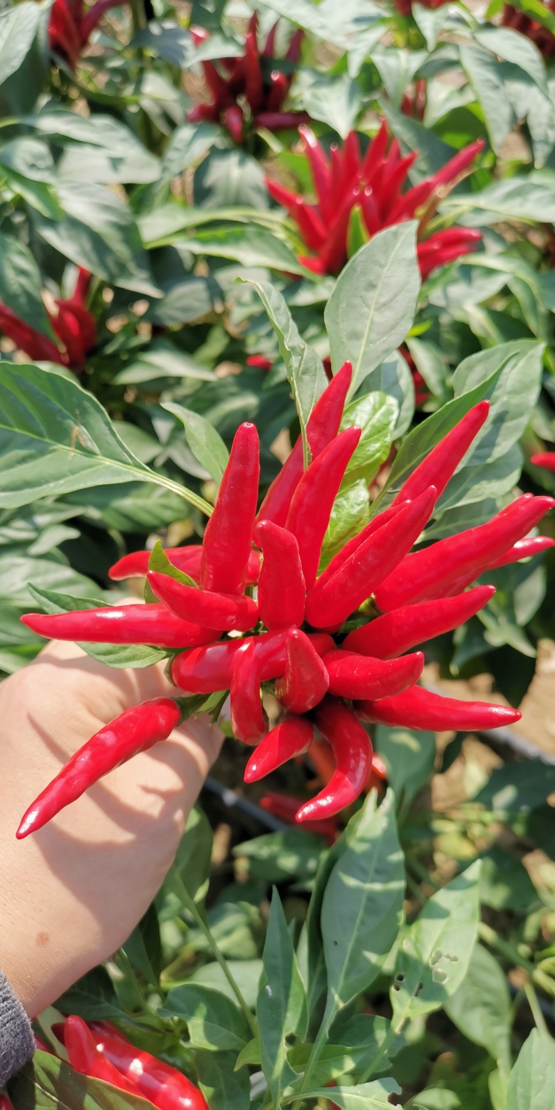花园阳台盆景辣椒种子园艺观赏健康蔬菜辣椒种子