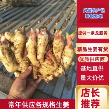 生姜大黄姜真实报价按需包装基地直发欢迎来电咨询