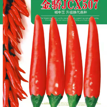【金骄JCX507】朝天椒辣椒种子小果干鲜两用