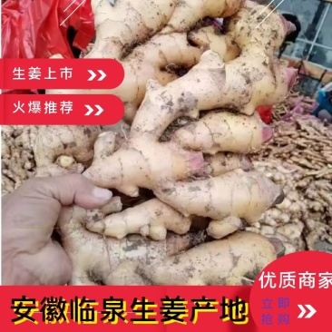 正宗安徽阜阳临泉生姜产地直销大黄姜小黄姜常年供应