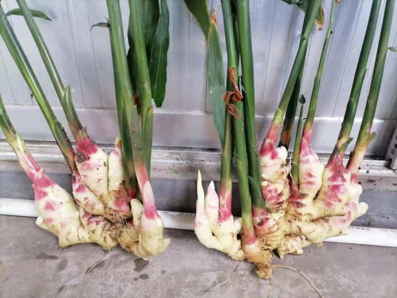 大黄姜，小黄姜红牙姜姜产地直发货源稳定欢迎来电咨询