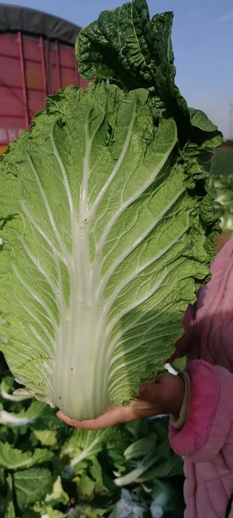 湖北白菜精品黄心白菜黄心产地直供价格便宜欢迎联系