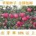 新采苹果种子四季播山丁子树海棠室内盆栽梨树种子高产抗病