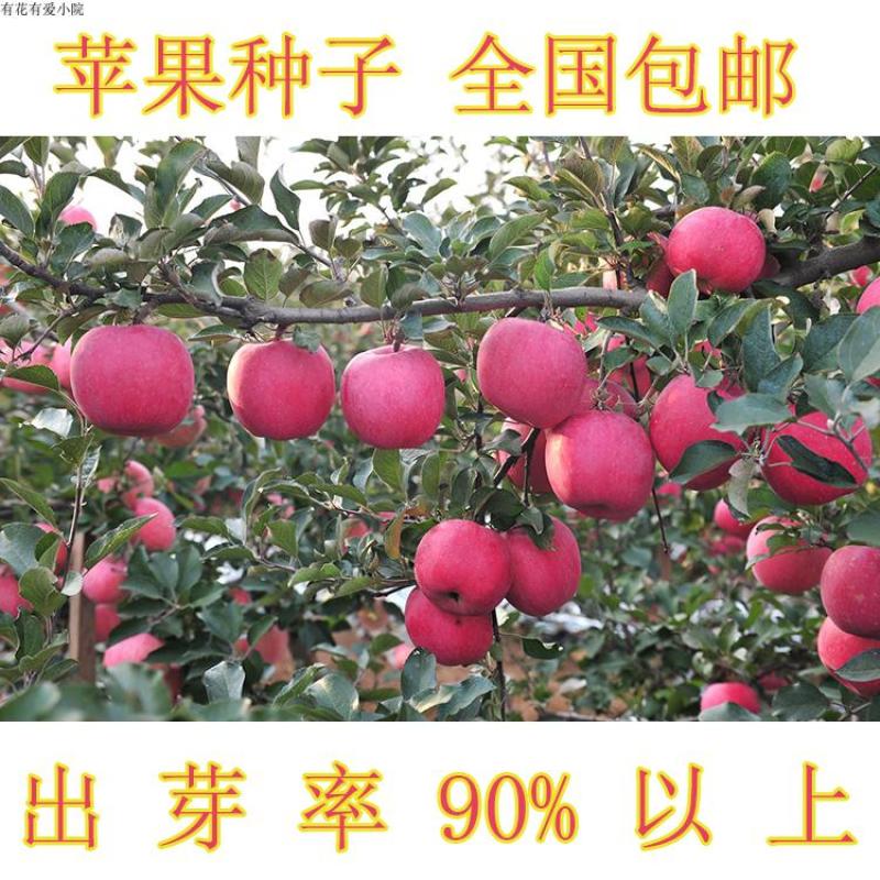 新采苹果种子四季播山丁子树海棠室内盆栽梨树种子高产抗病