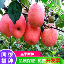 新采苹果种子四季播山丁子树海棠室内盆栽梨树种子高产抗病