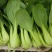青梗菜种子春夏秋种植窄帮速生青菜亮绿绿冠豫艺种业厂家直销