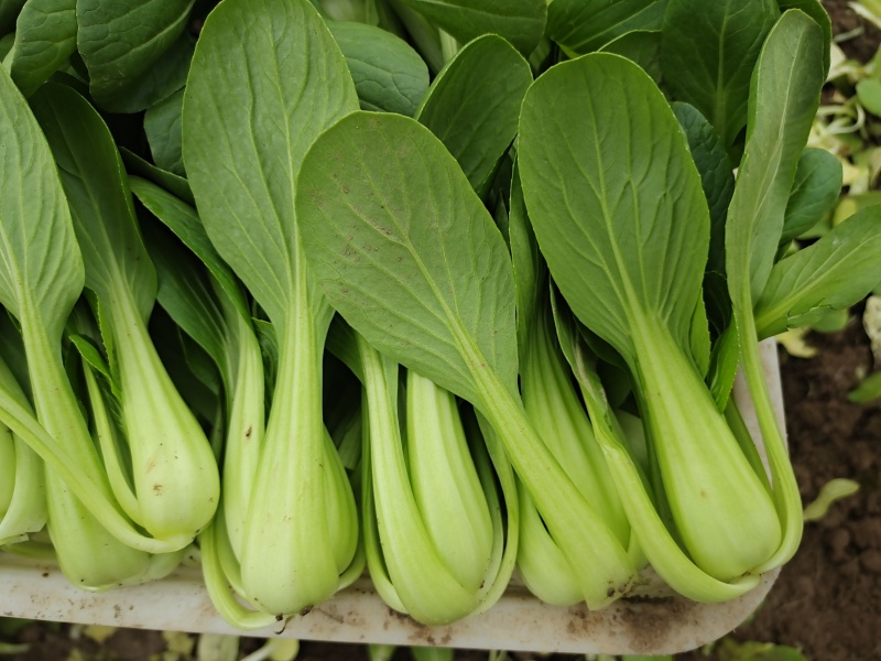 青梗菜种子春夏秋种植窄帮速生青菜亮绿绿冠豫艺种业厂家直销