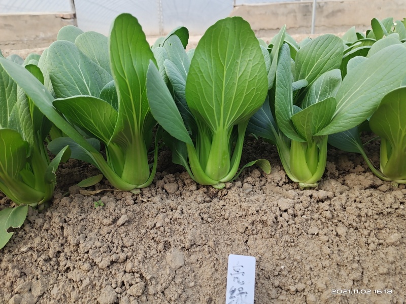 青梗菜种子春夏秋种植窄帮速生青菜亮绿绿冠豫艺种业厂家直销