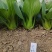 青梗菜种子春夏秋种植窄帮速生青菜亮绿绿冠豫艺种业厂家直销
