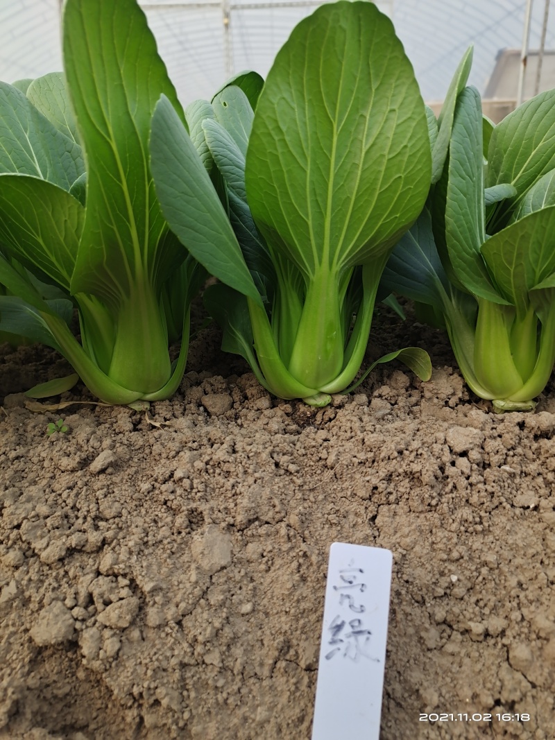 青梗菜种子春夏秋种植窄帮速生青菜亮绿绿冠豫艺种业厂家直销