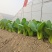 青梗菜种子春夏秋种植窄帮速生青菜亮绿绿冠豫艺种业厂家直销