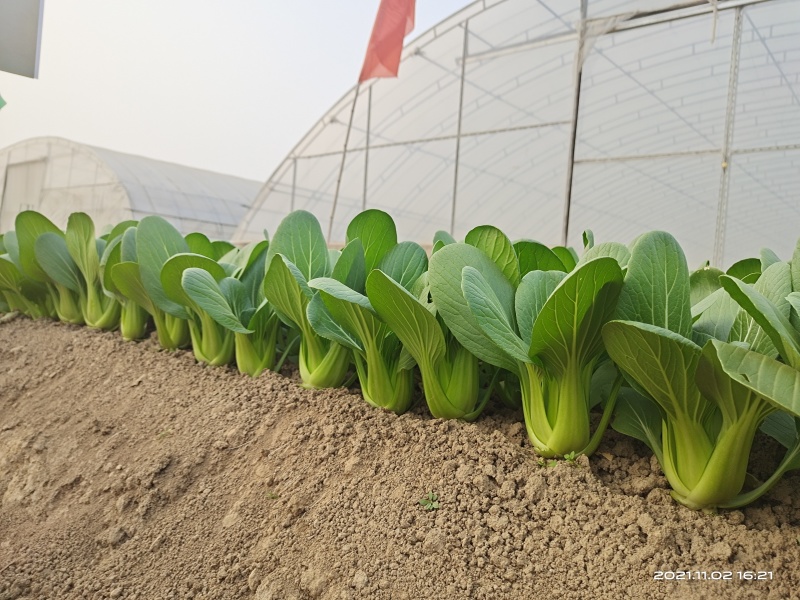 青梗菜种子春夏秋种植窄帮速生青菜亮绿绿冠豫艺种业厂家直销