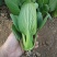 青梗菜种子春夏秋种植窄帮速生青菜亮绿绿冠豫艺种业厂家直销