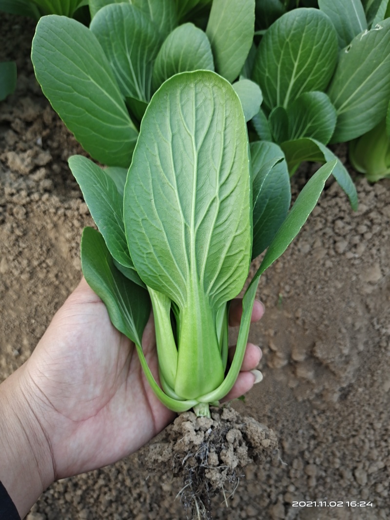 青梗菜种子春夏秋种植窄帮速生青菜亮绿绿冠豫艺种业厂家直销