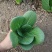 青梗菜种子春夏秋种植窄帮速生青菜亮绿绿冠豫艺种业厂家直销