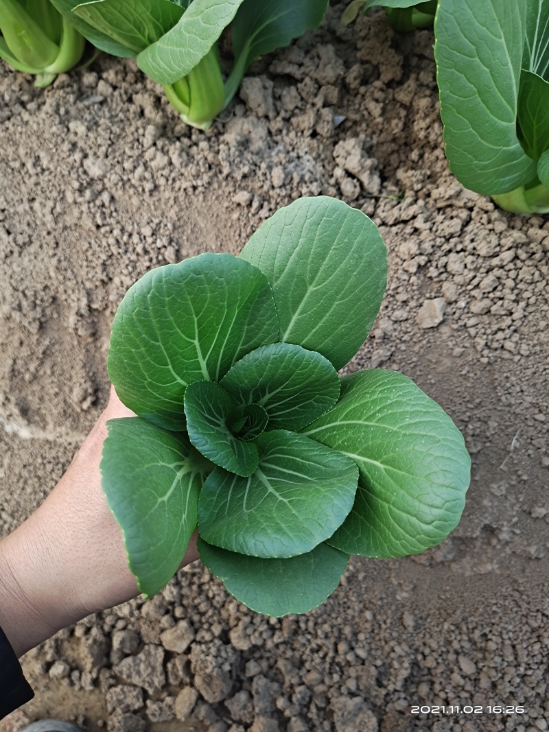 青梗菜种子春夏秋种植窄帮速生青菜亮绿绿冠豫艺种业厂家直销