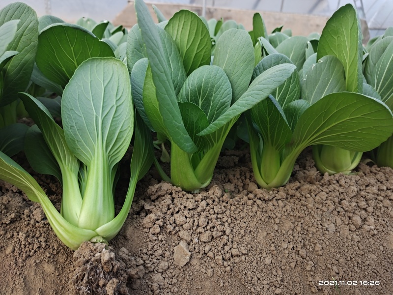 青梗菜种子春夏秋种植窄帮速生青菜亮绿绿冠豫艺种业厂家直销