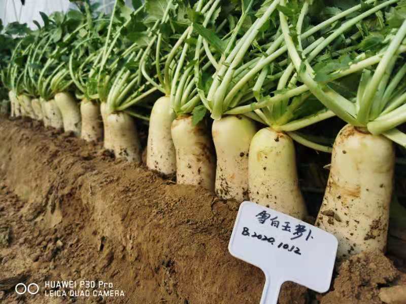白皮白肉萝卜雪白玉萝卜种子豫艺种业厂家直销