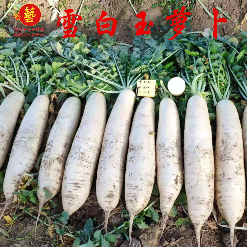 白皮白肉萝卜雪白玉萝卜种子豫艺种业厂家直销
